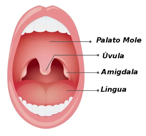 Ilustração da boca aberta vista de frente, com as amígdalas identificadas de cada lado da garganta, ao lado do palato mole, da úvula e da língua