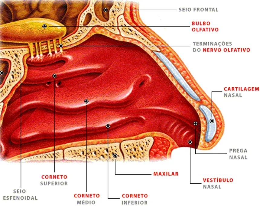 Ilustração anatômica em corte da cavidade nasal, com as estruturas internas do nariz identificadas: cornetos, seios frontal e esfenoidal, bulbo olfativo, terminações do nervo olfativo, cartilagem e vestíbulo nasal